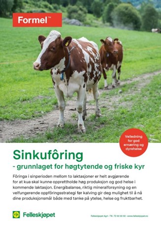 Sinkufôring - grunnlaget for høgtytende og friske kyr