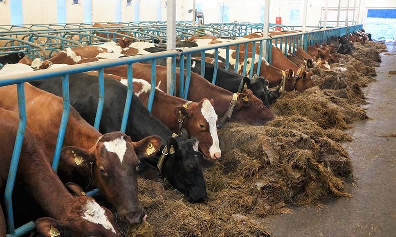 Høgt innhold av fett og protein i mjølka lønner seg