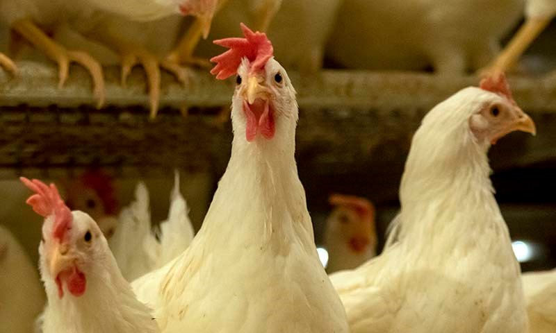 Verpehøner inne
