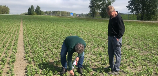 Åkerbønne og ugrasbekjempelse