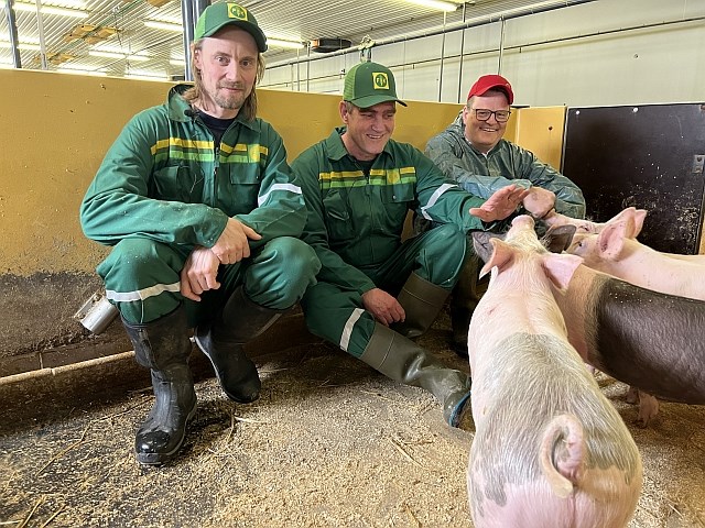 Tre karer i FK-dress og en hampshire-gris i bingen