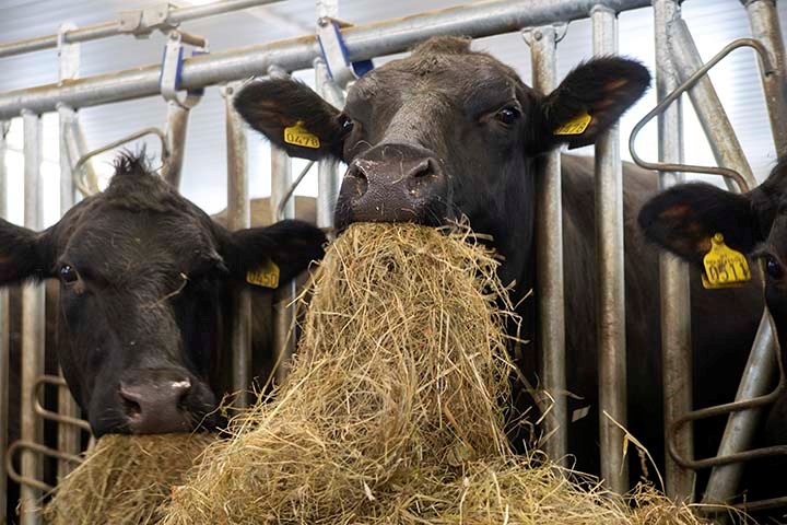 Ammeku som spiser inne i fjøs