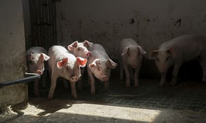 Er det best å være røff eller kvikk?