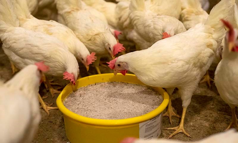 Fem tips til eggproduksjon