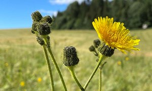 Duplosan D –  nytt ugrasmiddel i alle kornarter