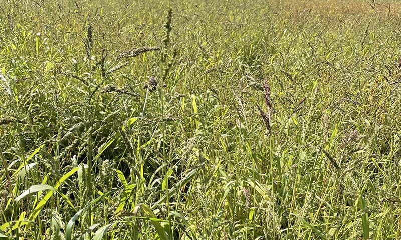 Hønsehirse, et økende problem i åkeren