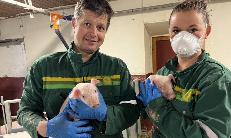 To personer med hver sin smågris i et grisefjøs