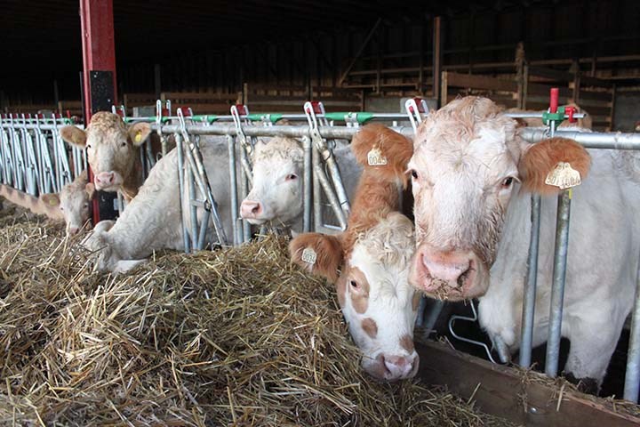 Slik fôrer du ammekua om vinteren