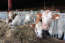 Slik fôrer du ammekua i vinter