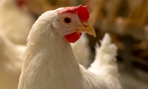 Viktigheten av en velfungerende lever hos høner