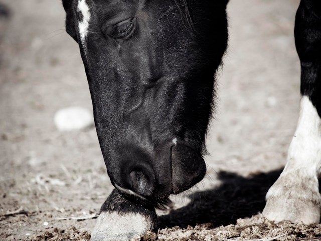 Mugg på hestebein-Felleskjøpet