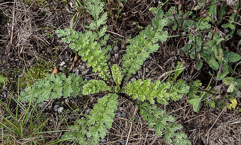 Felleskjopet Plantevern () Felleskjopet Plantevern