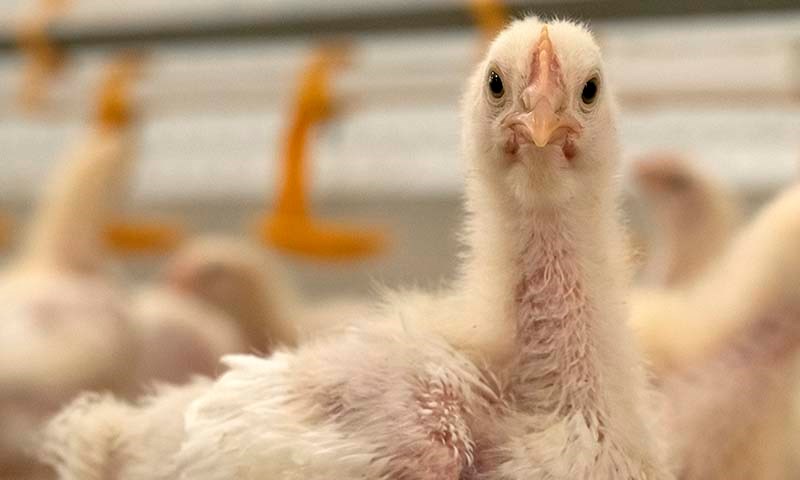 Nye vekstfôr til slaktekylling