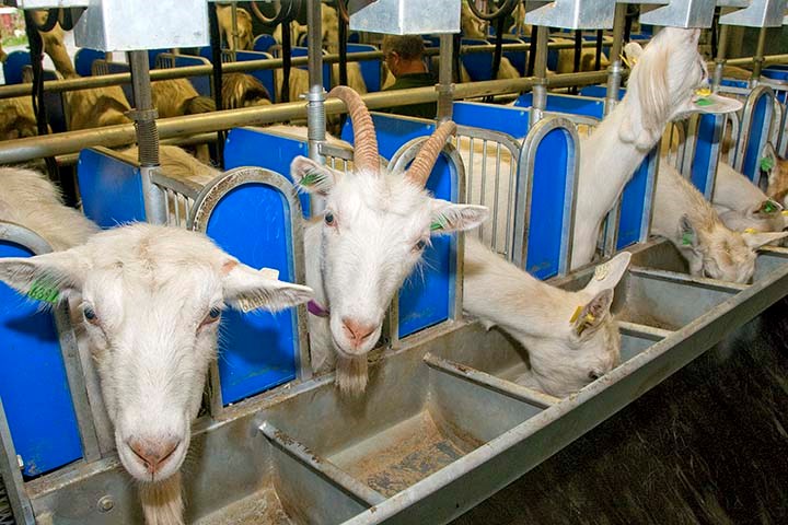 Formel Geit med nytt navn- gjør det enkelt å finne rett kraftfôr