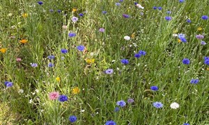 Dyrkingsråd blomstereng