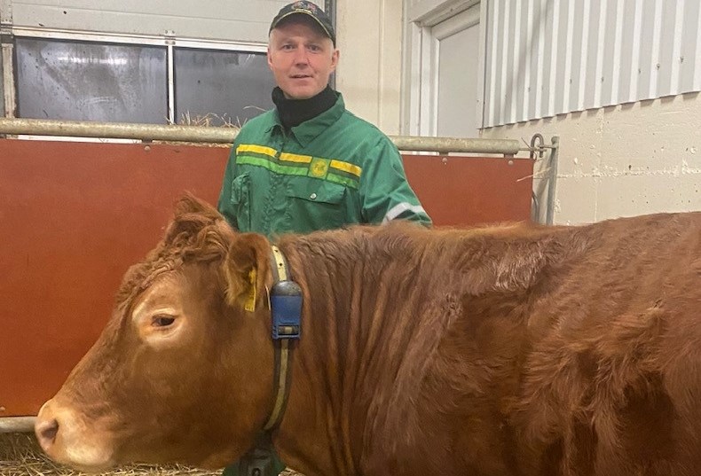 Bonde i fødebinge med ku og kalv