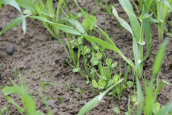 Ugraskamp i gjenlegg – investering for ei langvarig eng