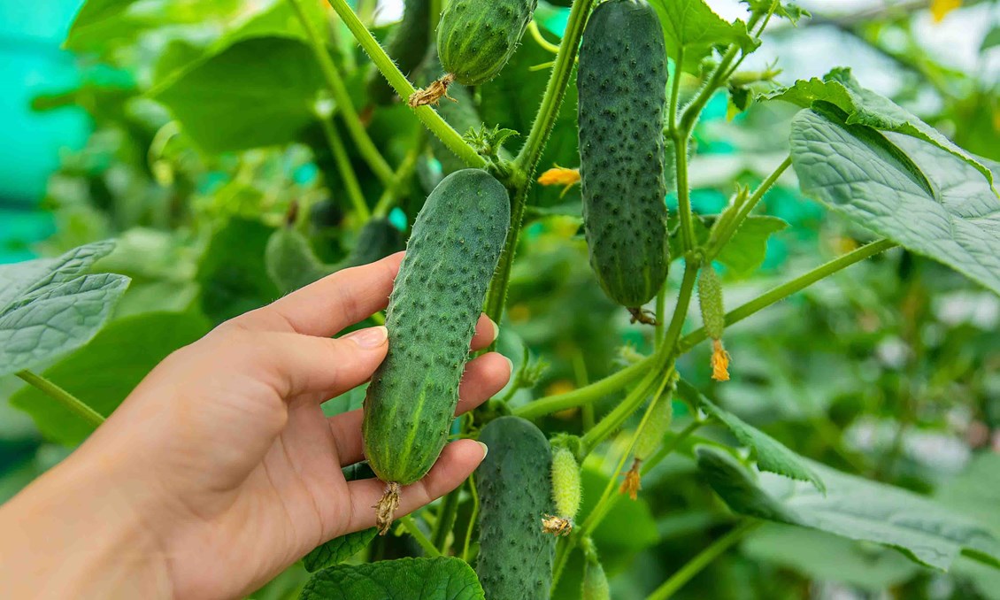 Hånd som holder dyrkede agurk