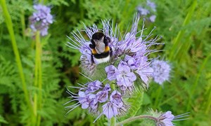 Vårsådde fangvekster