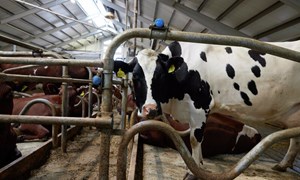 Sinkufôring- grunnlaget for neste laktasjon