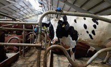 Sinkufôring- grunnlaget for neste laktasjon