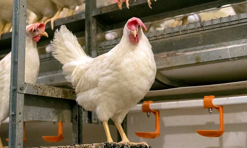 Riktig fôr forbedrer økonomien