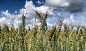 Behov for mer norsk økologisk korn 