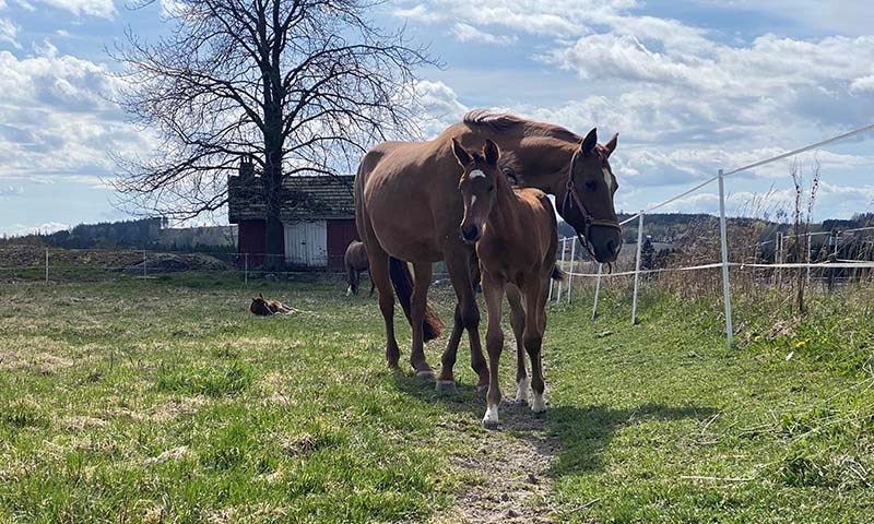 Suksessen – JJ Horses