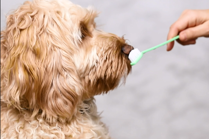 Hund som lukter på en tannbørste