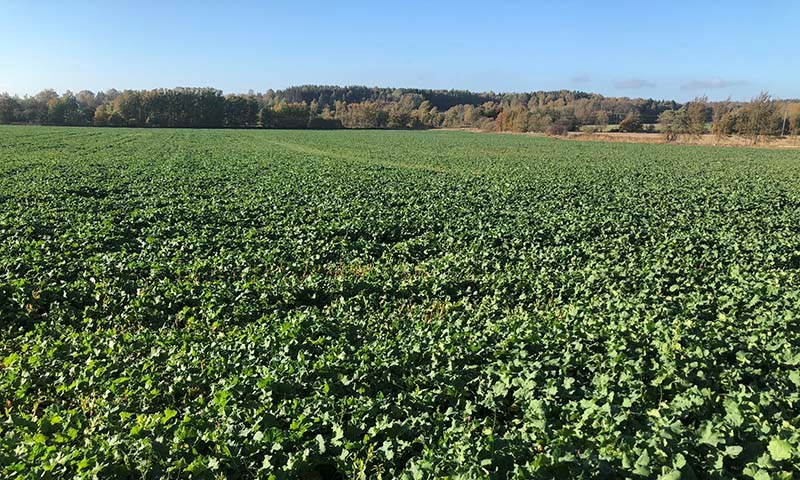 Ugrasbekjempelse og stråforkorting i høstoljevekster 