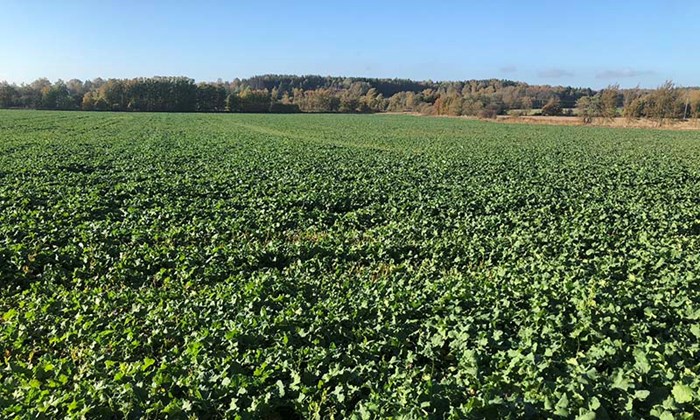 Ugrasbekjempelse og stråforkorting i høstoljevekster 