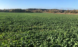 Ugrasbekjempelse og stråforkorting i høstoljevekster