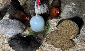 Fryd Sølvkorn vikarierer for Fryd Gullkorn