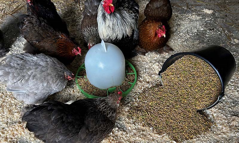 Fryd til hobbyhøns, fryd sølvkorn vikariererfryd gullkorn i en periode