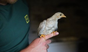 Egen podcast for Felleskjøpets fjørfekunder