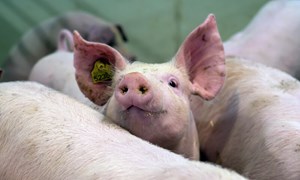 E-vitamin til gris er viktig for god helse