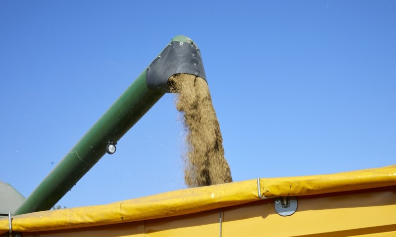 Korn tømmes fra skurtresker opp i kornhenger