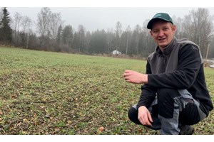 Tester ny Hyvega hybrid høsthvete