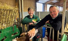 Tar vare på kalven med godt stell og kjærlighet