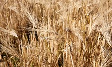 God kornhøst i vente – de som kan oppfordres til å så høstvekster