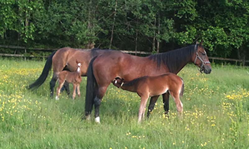 Et godt grunnlag for å få hoppa drektig