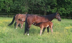 Et godt grunnlag for å få hoppa drektig