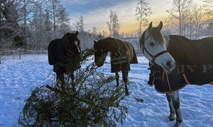 Kan hesten ete juletreet?