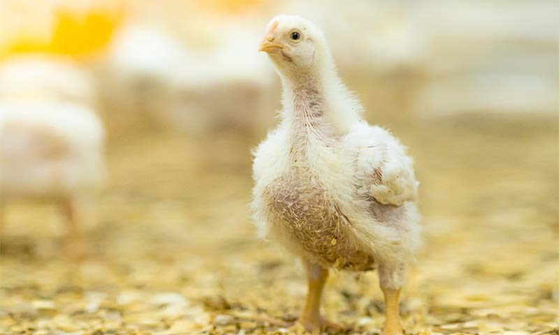 God hygiene er grunnlaget for god biosikkerhet og god dyrevelferd
