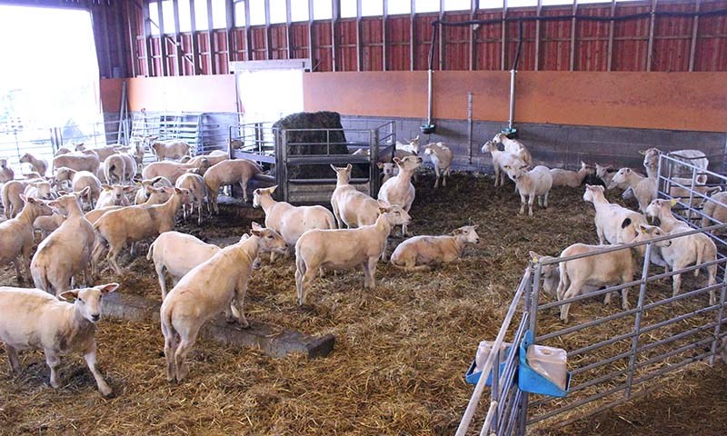 Fôring av småfe i fjøs