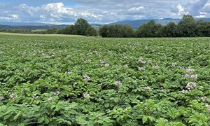 Ny tørråtestrategi