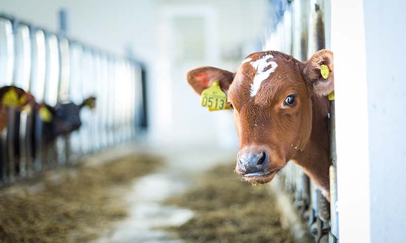 RIJTIG KRAFTFôr: En ung kalv eter lite og trenger små porsjoner og ofte påfyll av kraftfôr. Vann og grovfôr bør alltid være tilgjengelig.