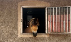 Champion - hestefôr basert på vitenskap