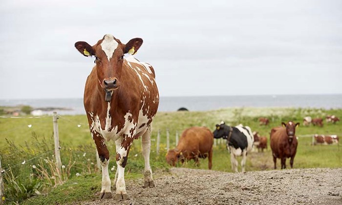 Nytt Natura-sortiment til mjølk og kjøtt