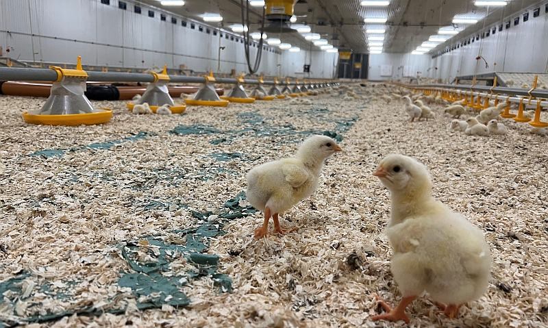 4 dager gamle kyllinger i kyllinghus